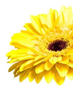 gerbera, flower, background, white, closeup, isolated, decoration HD wallpaper