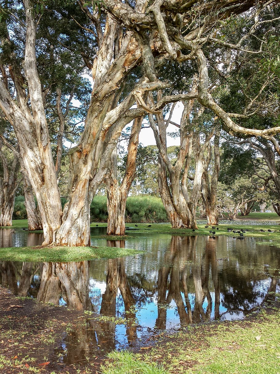 trees, park, reflection, still, nature, outdoors, dappled light HD wallpaper