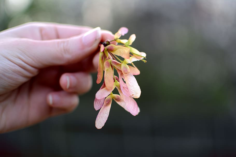 tree, trees, flowers, spring, springtime, seed, seeds, seedling HD wallpaper