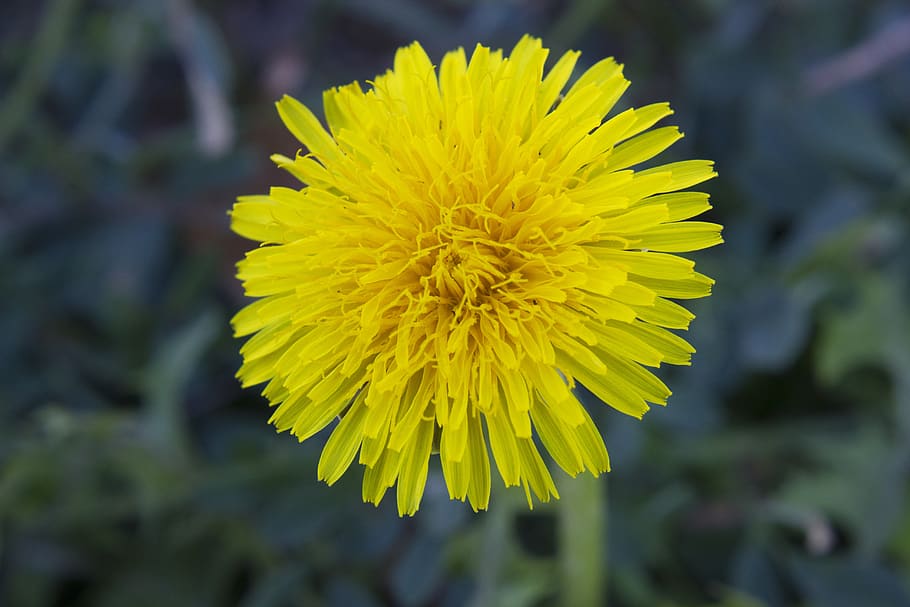 dandelion, flower, macro, nature, field, grass, green, yellow HD wallpaper