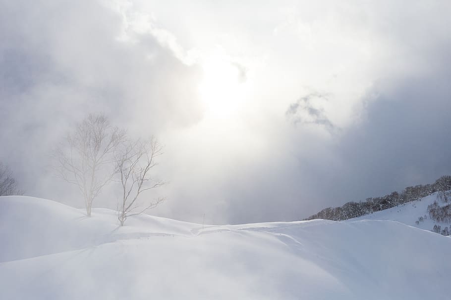 japan, niseko, snow, trees, winter, landscape, nature, cold temperature, HD wallpaper