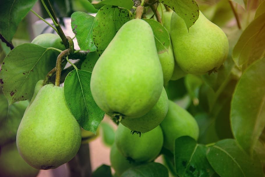 pear, fruit, green, garden, pears, food and drink, healthy eating HD wallpaper