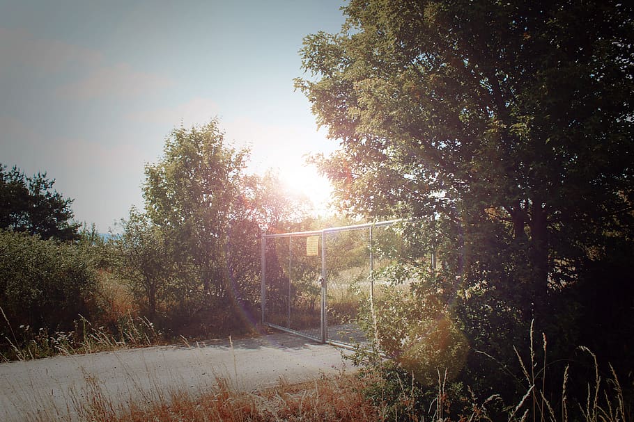 trees, love, nature, forest, light, lensflare, bushes, sun HD wallpaper