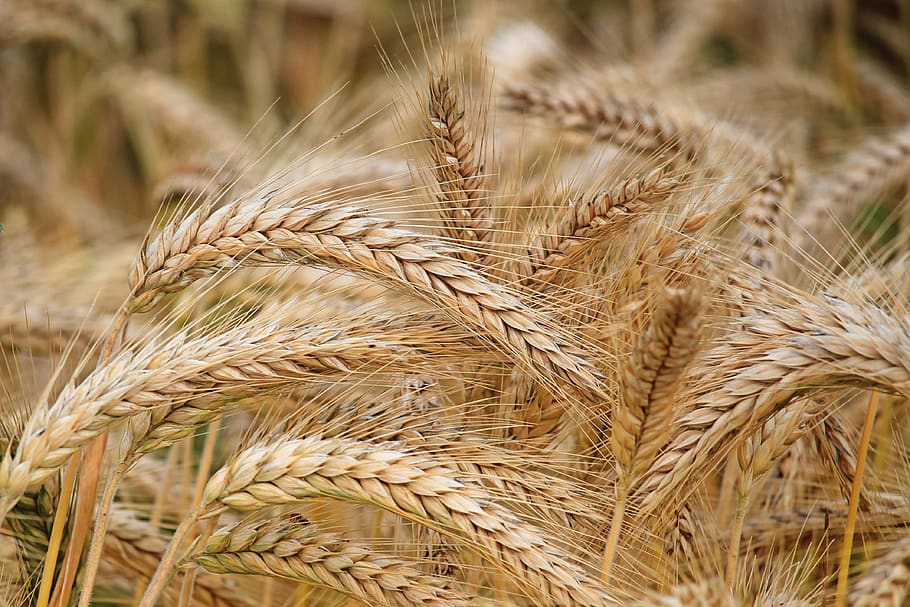 Close-up of Wheat, cereal, crop, daylight, dry, farm, farmland HD wallpaper
