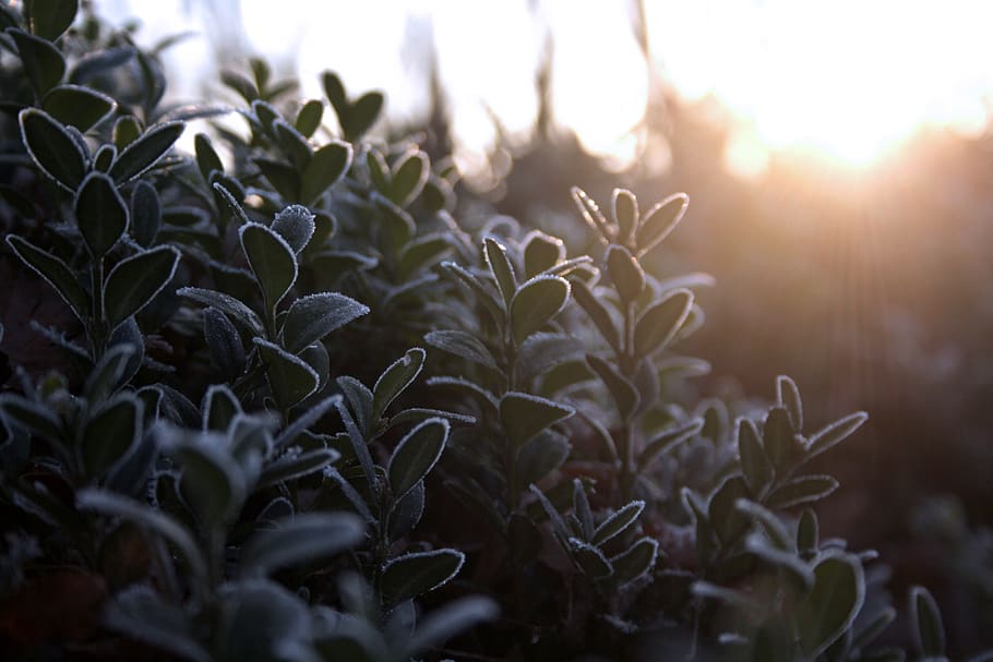 netherlands, pijnacker, winter, snow, sunlight, sunrise, green HD wallpaper