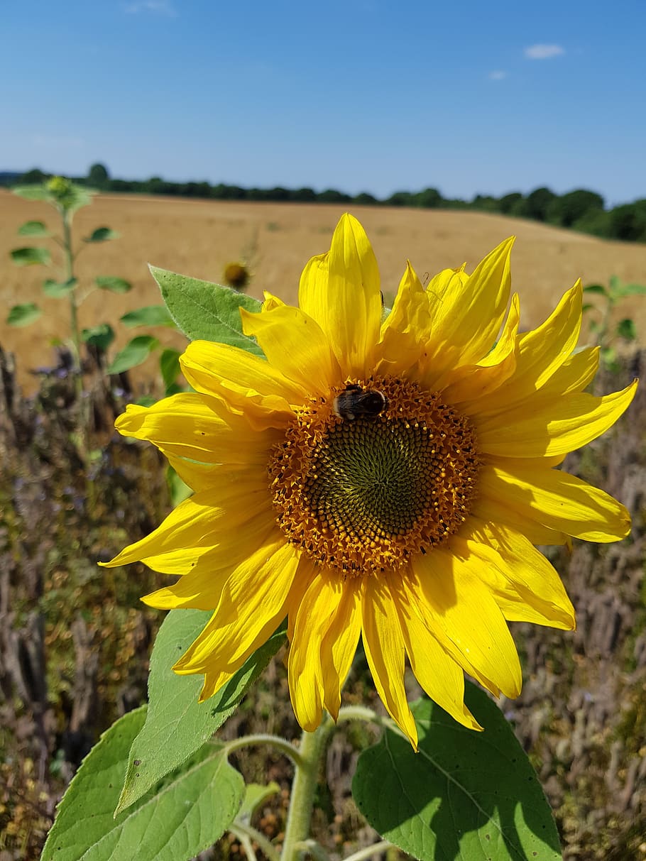 sunflower, bumblebee, nature, yellow, flowering plant, growth HD wallpaper