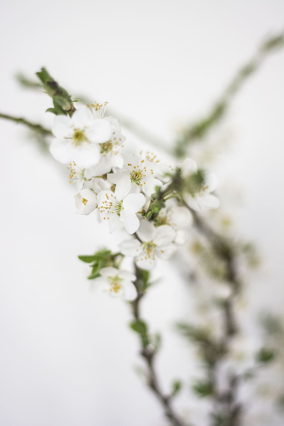 spring, flowers, white, nature, flora, garden, romantic, the beauty of the HD wallpaper