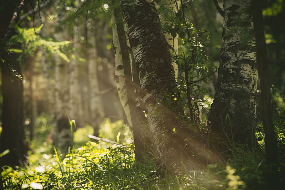 sun rays passing through forest tree, plant, nature, sunlight HD wallpaper