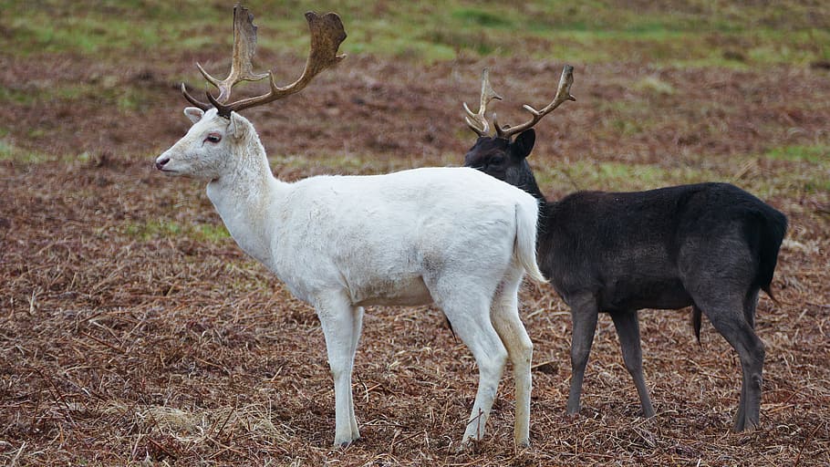 White and Black Deers, animals, blur, close-up, field, fur, grass HD wallpaper