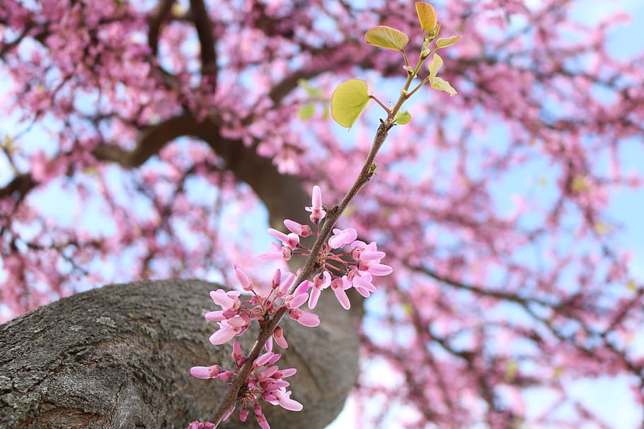 flowers, color, sky, clouds, landscape, colorful, nature, colors HD wallpaper
