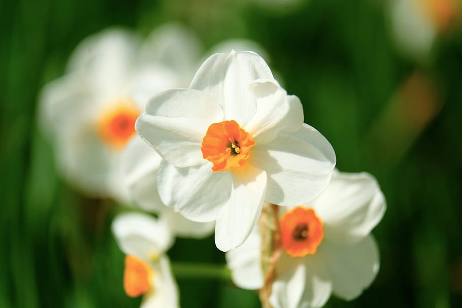 narcissus, flower, white, spring, blooming, grasses, flowering plant HD wallpaper