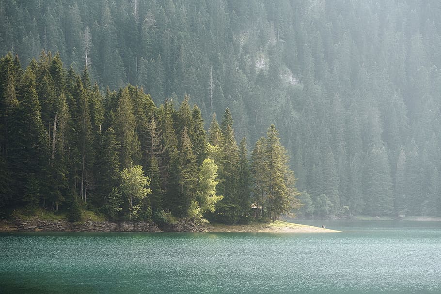 green forest, tree, plant, nature, abies, fir, water, outdoors HD wallpaper