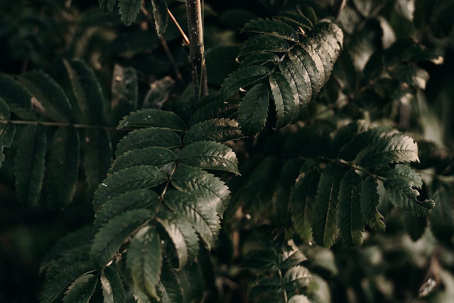 Close-up Photo of Green Leafed Plant, branches, fern, foliage HD wallpaper