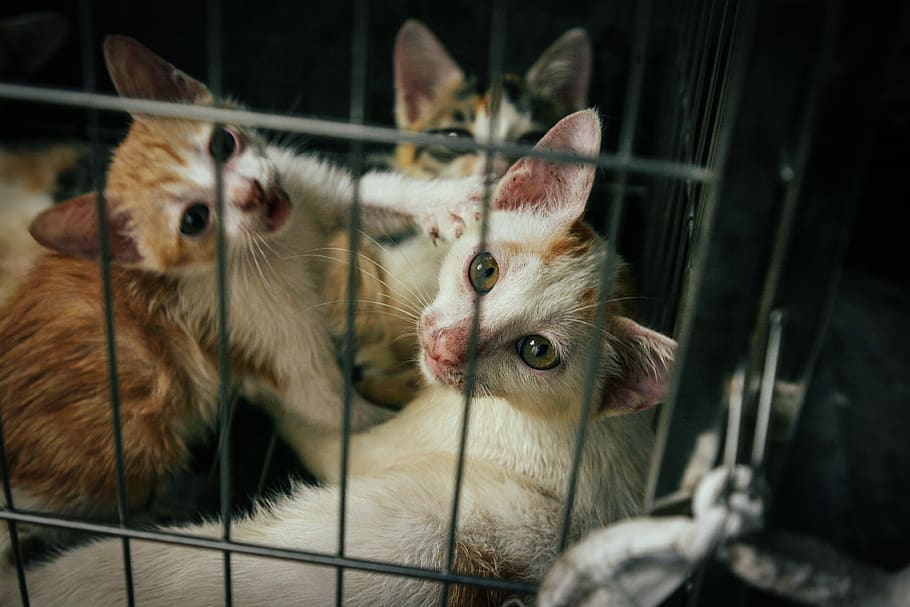 mammal, domestic, pets, domestic animals, animal themes, domestic cat HD wallpaper