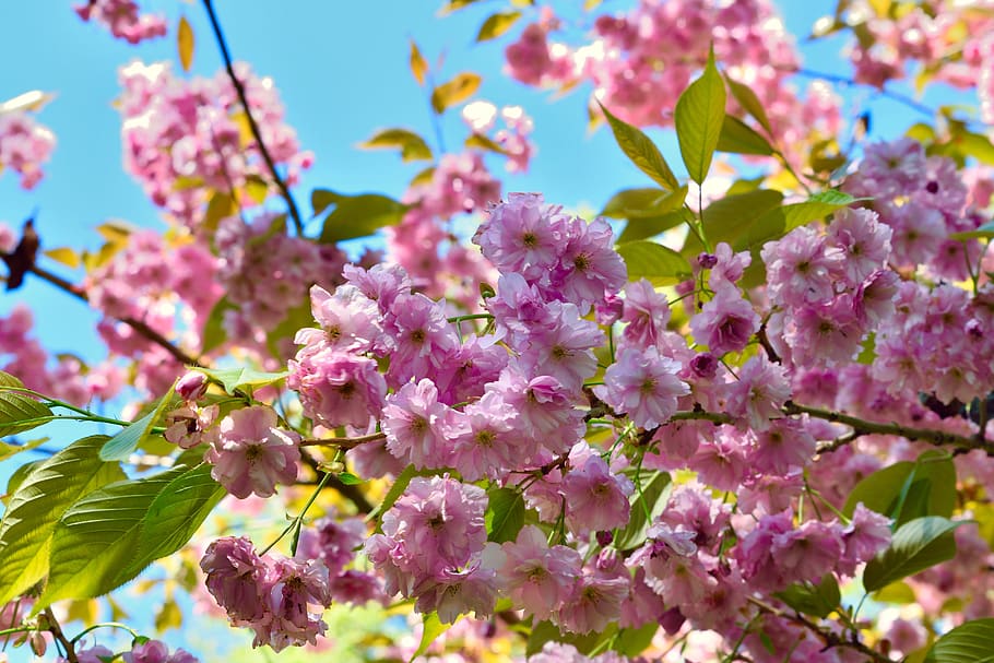 flowers, spring, nature, flowering plant, pink color, beauty in nature HD wallpaper
