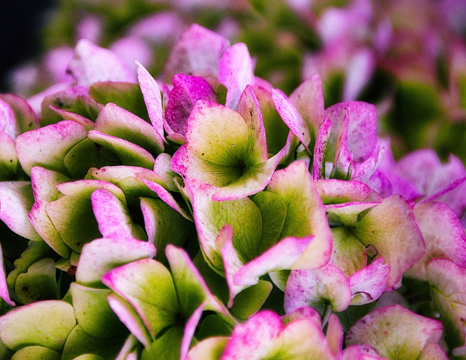 hydrangea, blossom, bloom, bright, down, background, flower HD wallpaper
