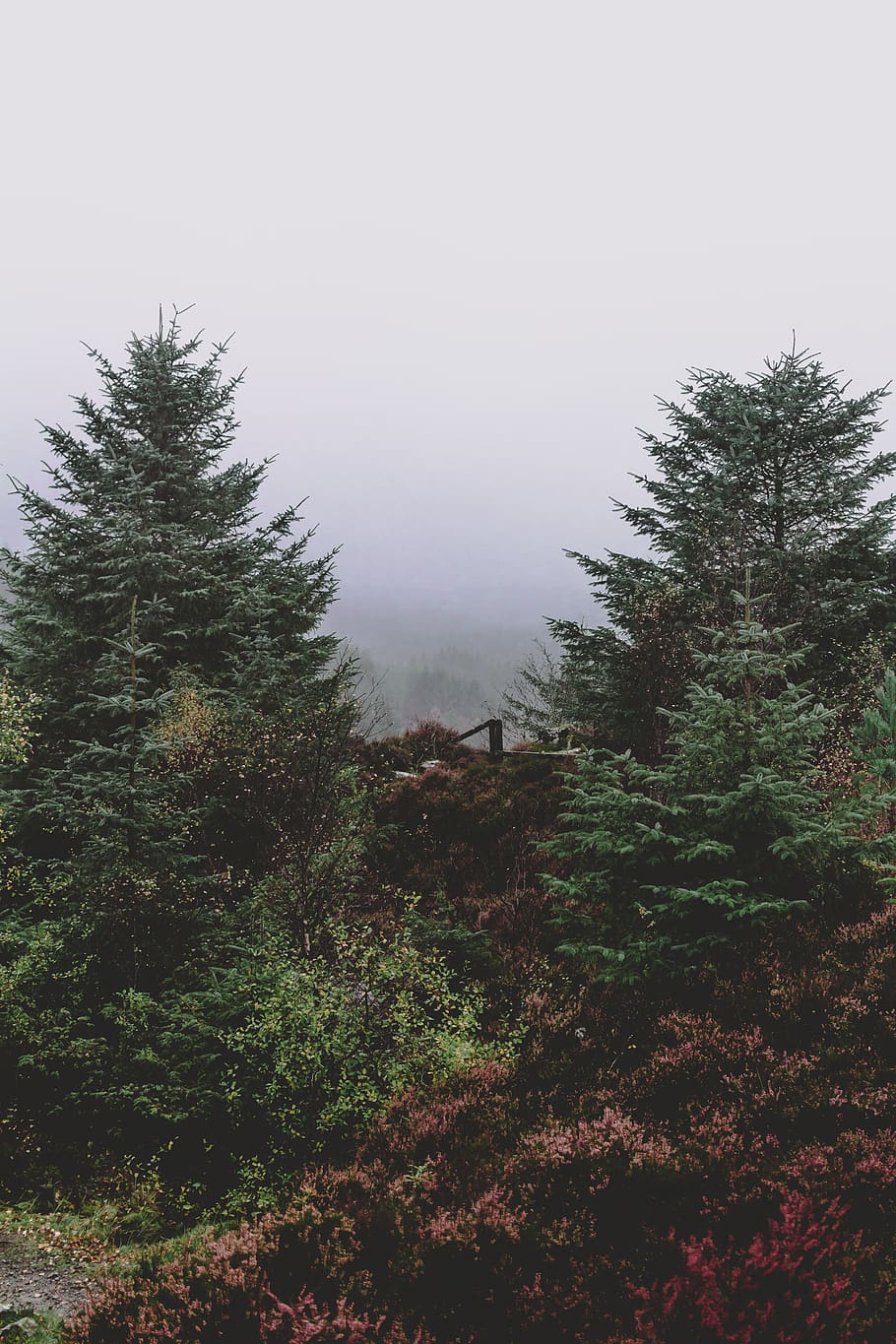 HD wallpaper: kielder forest, united kingdom, woodland, erie, mist