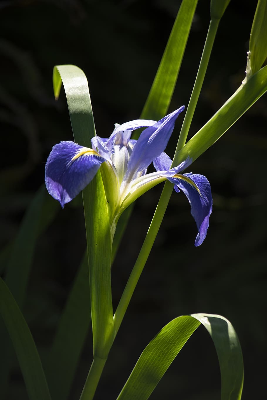 purple flower, iris, plant, blossom, nature, spring, flowers HD wallpaper