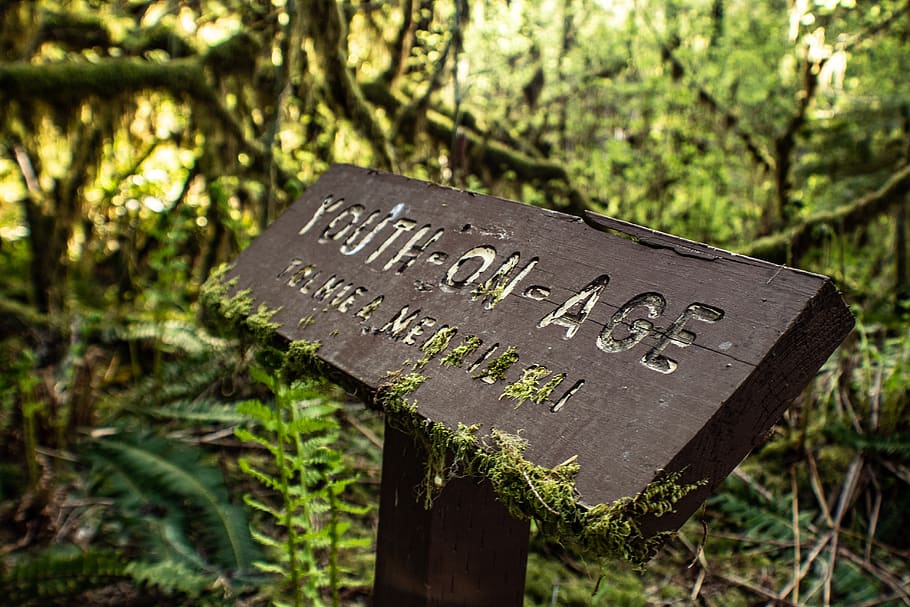 tomb, tombstone, sign, trail, park, camping, hiking, national park services, HD wallpaper