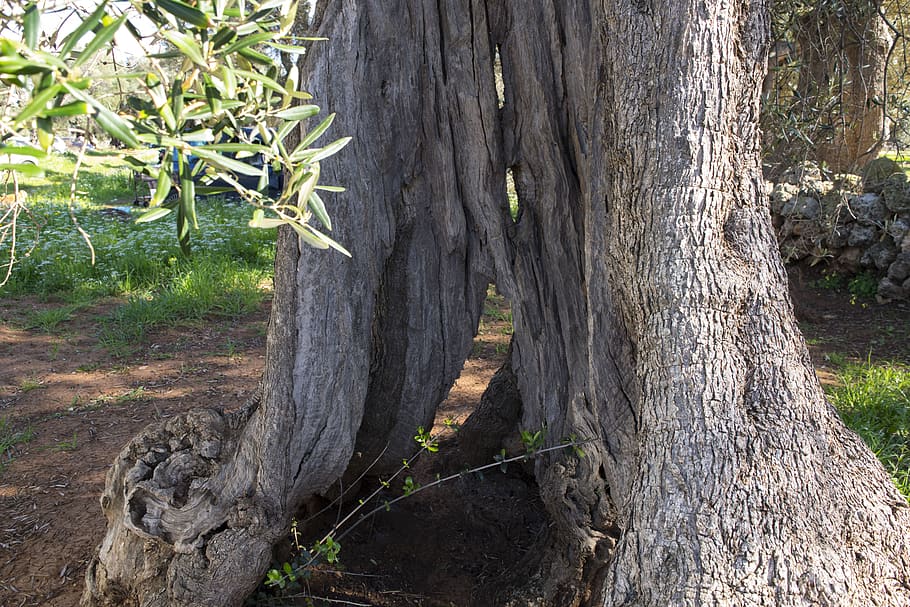forest, tree, olive, italy, plant, trunk, tree trunk, nature HD wallpaper