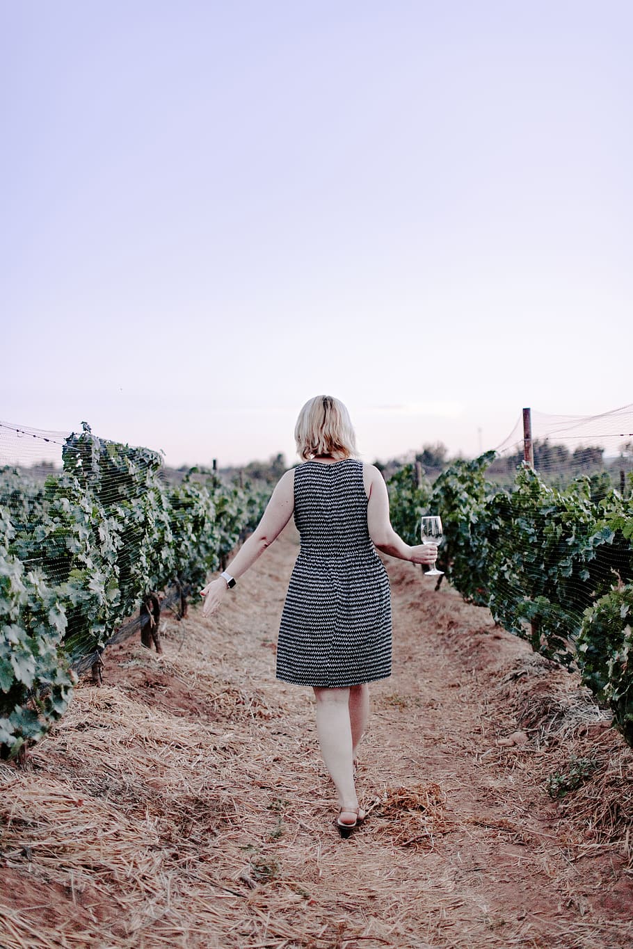 woman walking on vineyard holding wine glass, drink, grape, walkway HD wallpaper