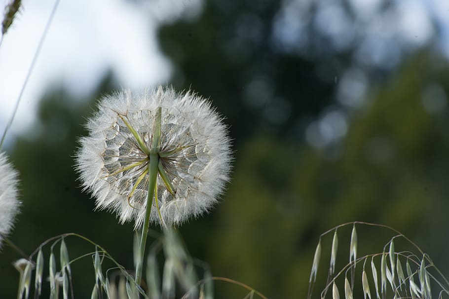 Selective Focus Photo of Dandelion, beautiful, blooming, blossom