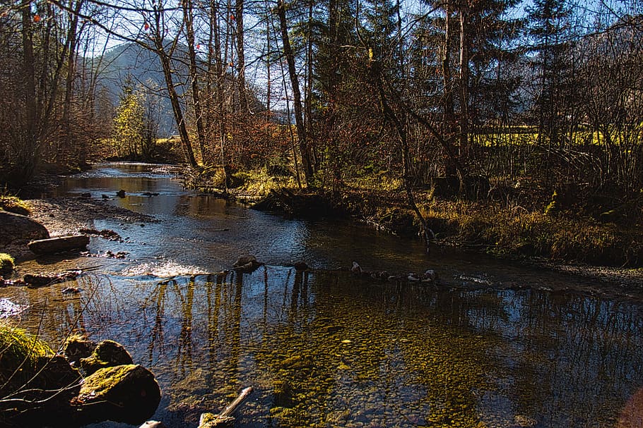 water, river, stream, ripple, tree, plant, forest, tranquility HD wallpaper