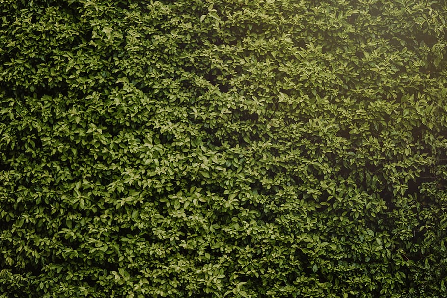 Photo of Hedge, background, environment, growth, nature, pattern HD wallpaper