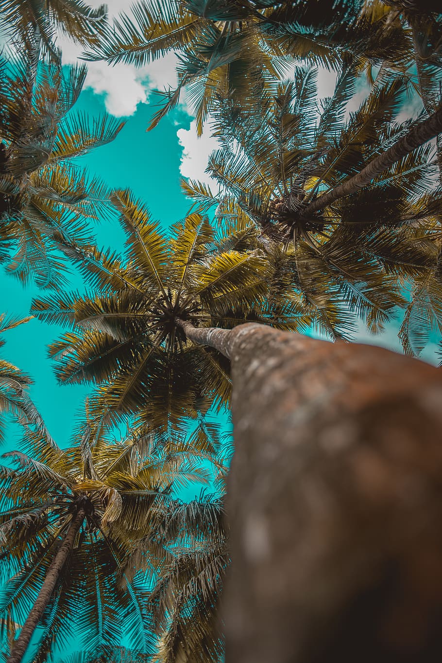 low angle tree photography, plant, flora, conifer, palm tree HD wallpaper