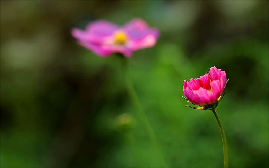 Close-up Photography of Flower, bloom, blooming, blossom, blur HD wallpaper