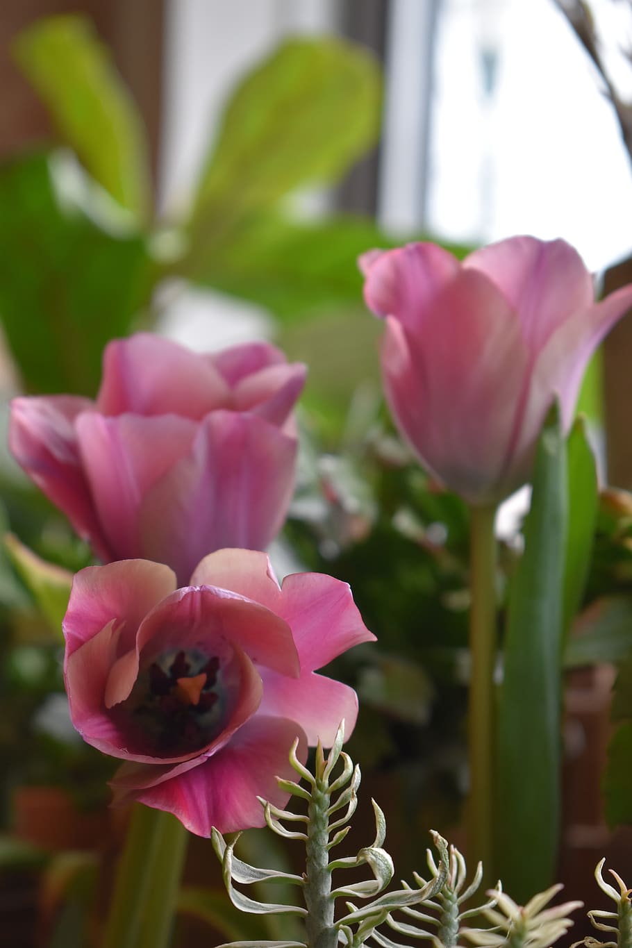 flowers, pink, spring, blossom, flora, plant, tender, petal HD wallpaper