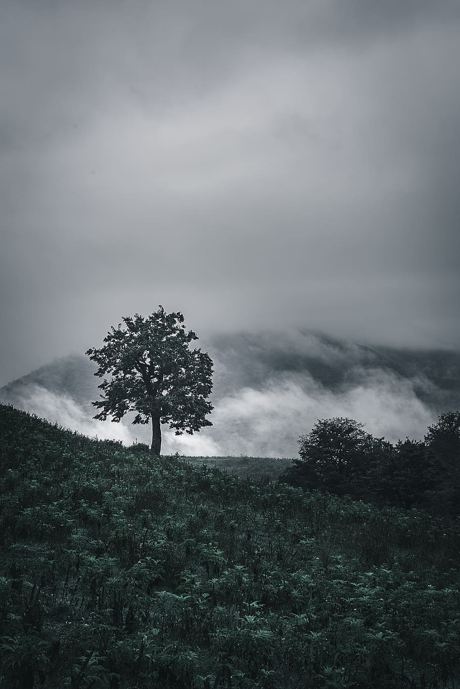 tree, forest, fog, clouds, plant, sky, cloud - sky, land, growth HD wallpaper