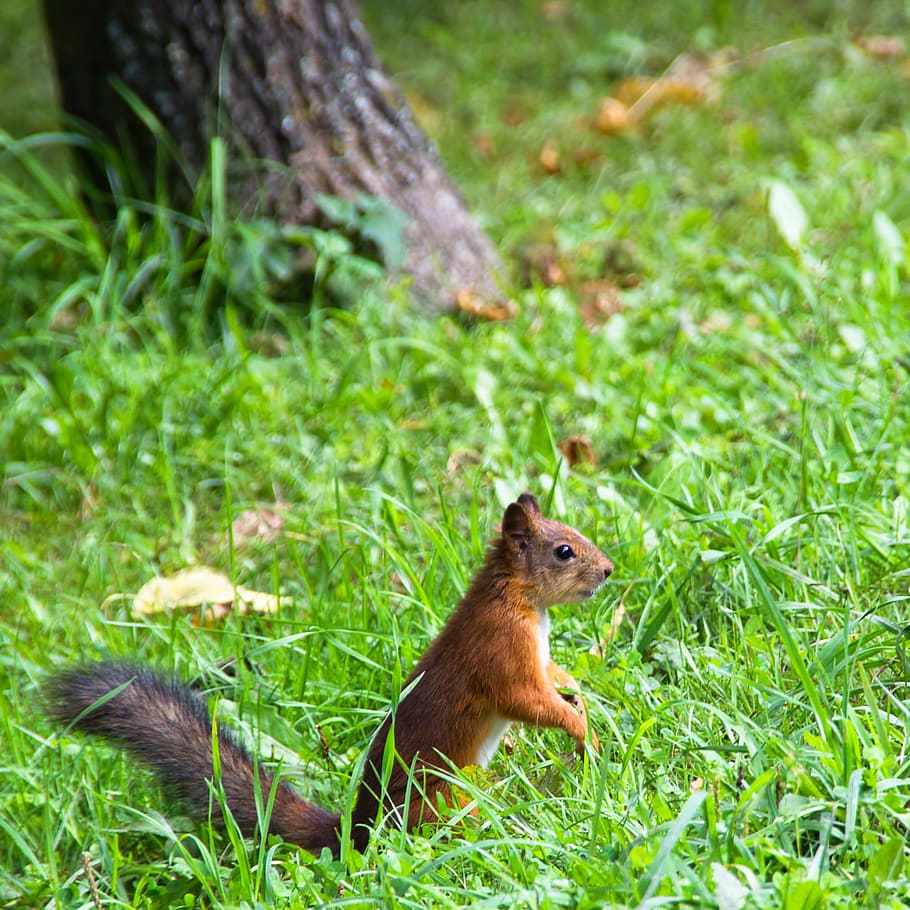squirrel, closeup, sciurus, mammal, green, tail, brown, fur HD wallpaper
