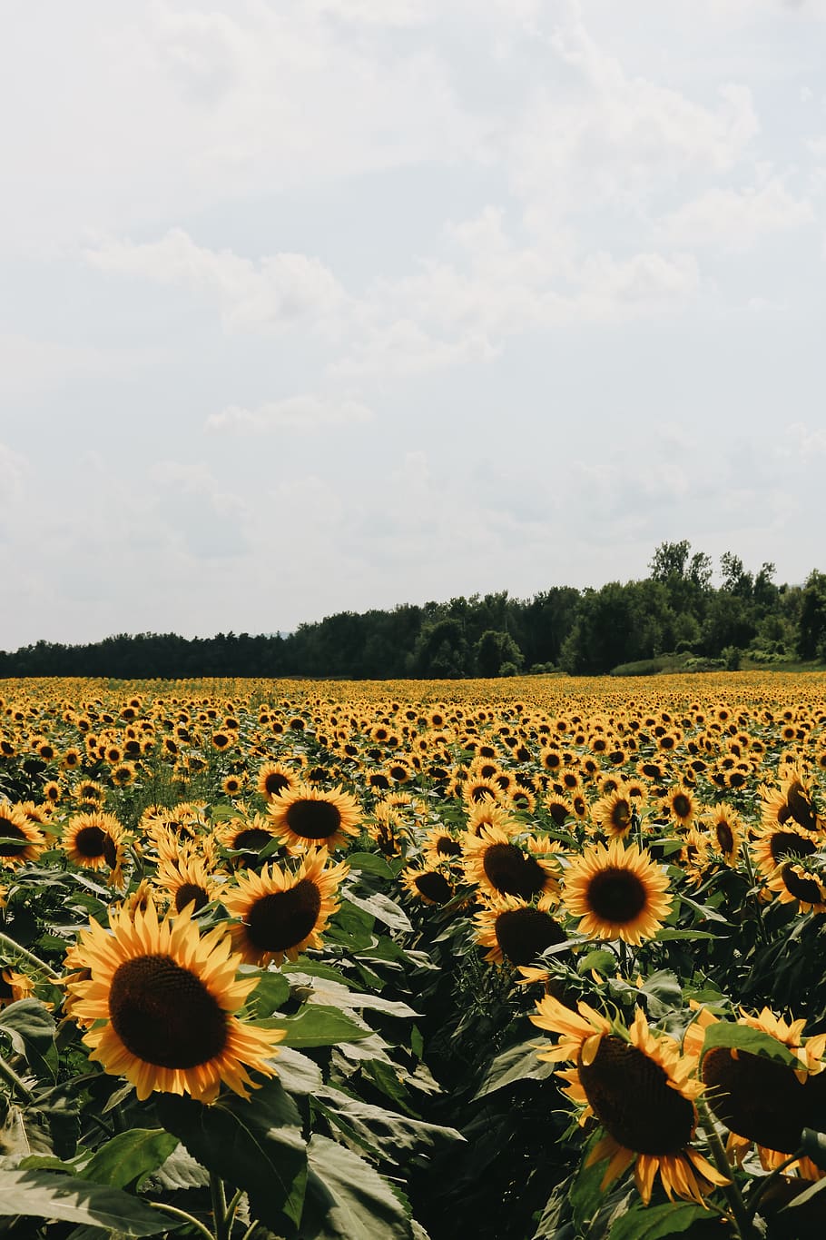 sunflower field under white sky, plant, flowering plant, beauty in nature HD wallpaper
