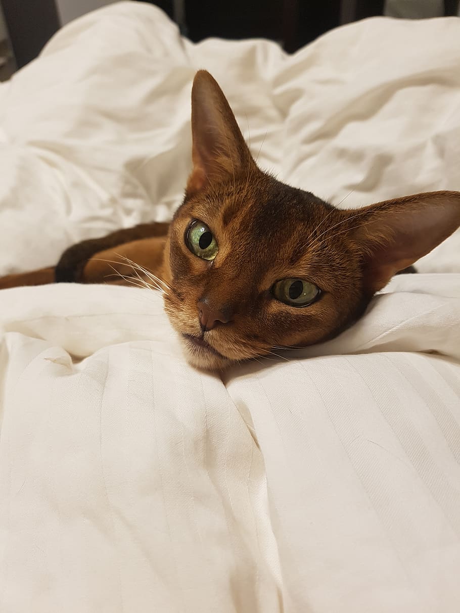 cat, abyssinian, dream, animals, fur, shorthair, mustache, one animal HD wallpaper