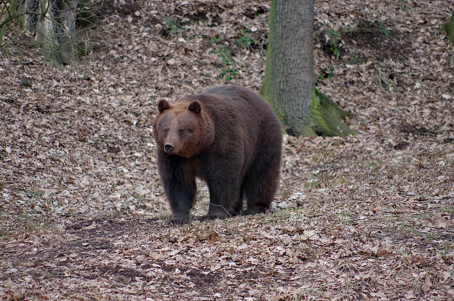 animal, bear, brown, nature, animal themes, animals in the wild HD wallpaper