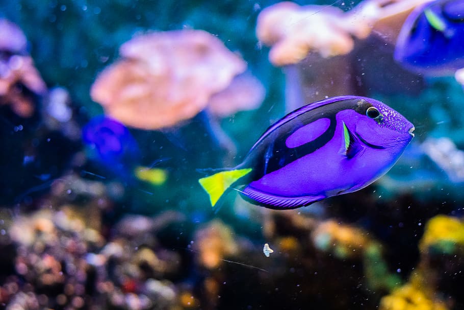 purple fish in water, animal themes, sea, swimming, animals in the wild HD wallpaper