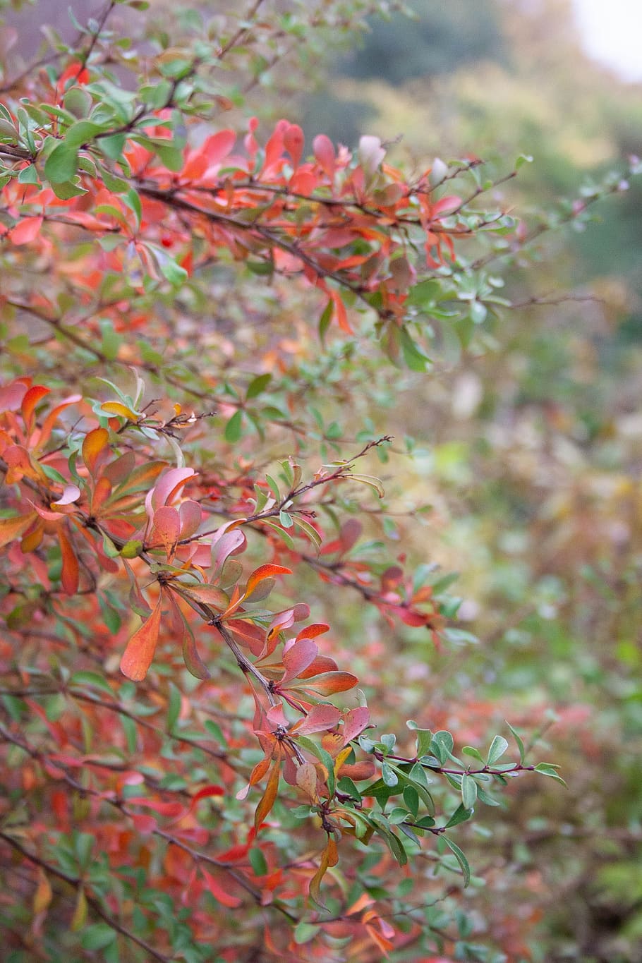 tree, red, fall, autumn, nature, trees, colorful, branch, leaves HD wallpaper