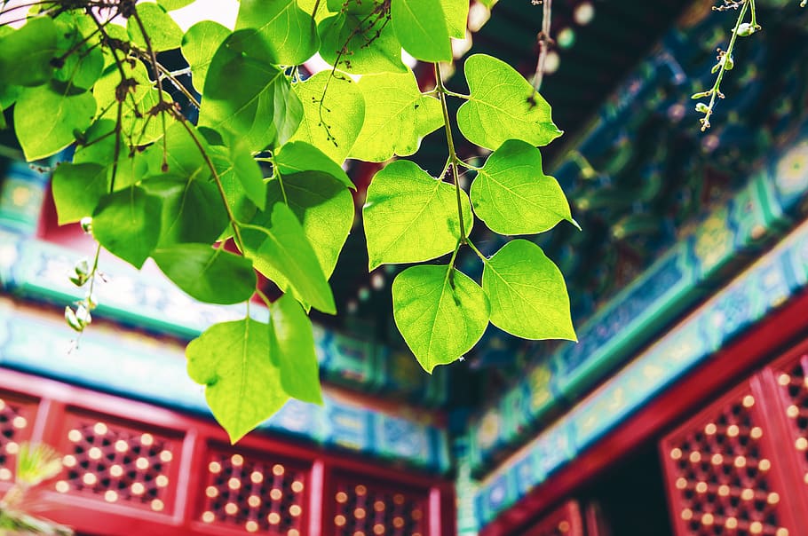 Shallow Focus Photography Of Green Leaves, Beijing, macro, plant HD wallpaper