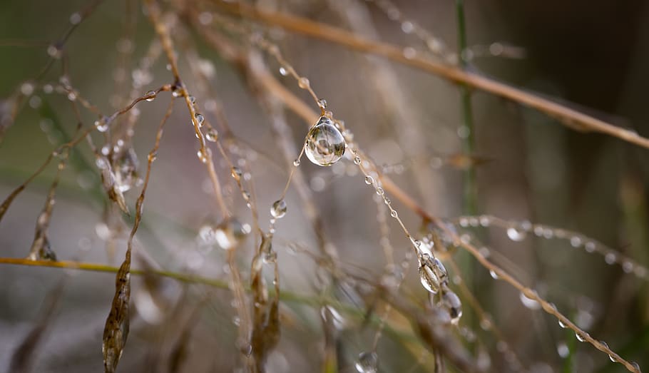 Macro Photography of Water Droplets on Brown Twigs during Daytime HD wallpaper
