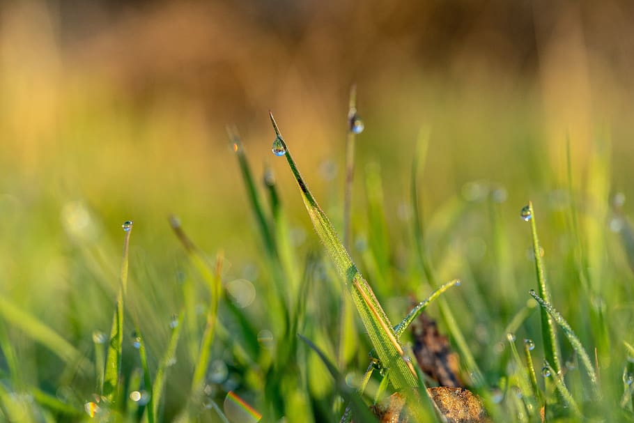 spring, dew, nature, green, morning, grass, leaf, plants, garden HD wallpaper