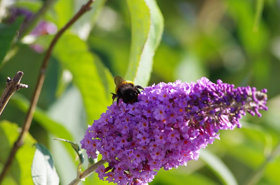 nature, insect, bee, bloom, pollen, summer, plant, garden, nectar HD wallpaper