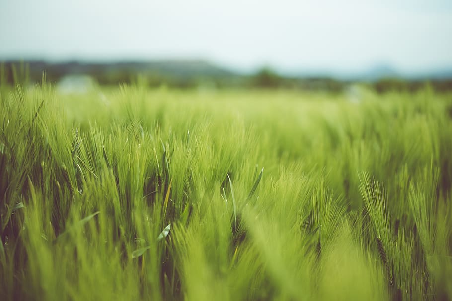 green, corn, field, mountain, peace, sky, nature, blue, plant HD wallpaper