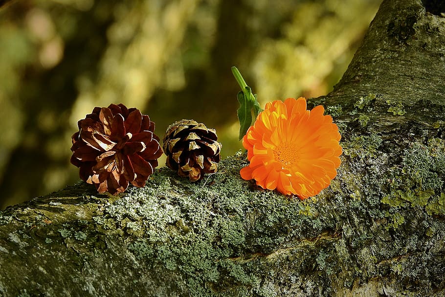 composition, cones, flower, tree, plant, flowering plant, growth HD wallpaper