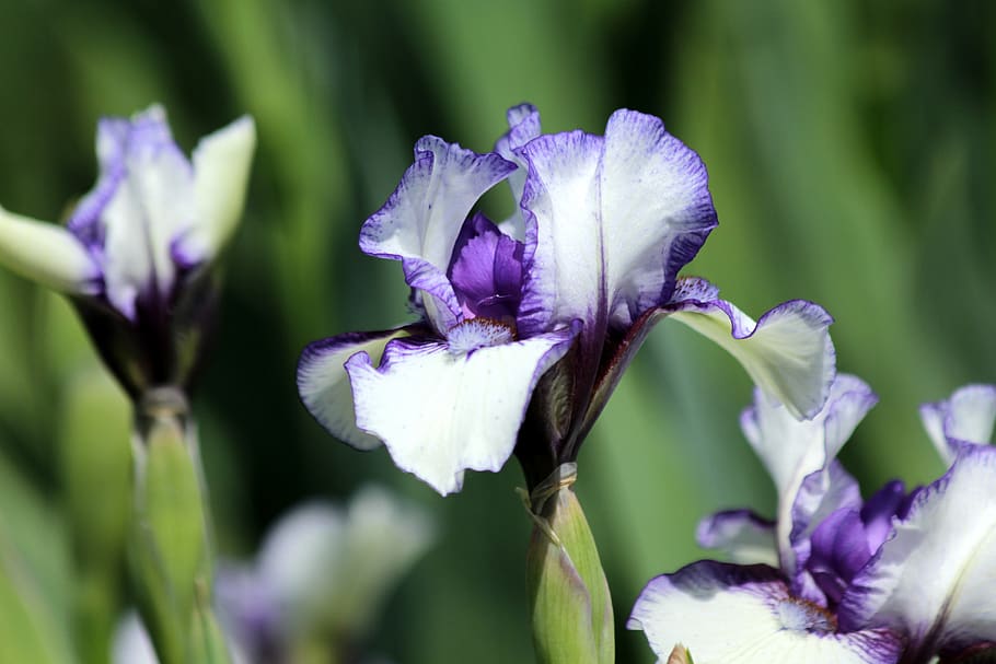 iris, flower, spring flowers, beautiful, nature, garden flowers HD wallpaper