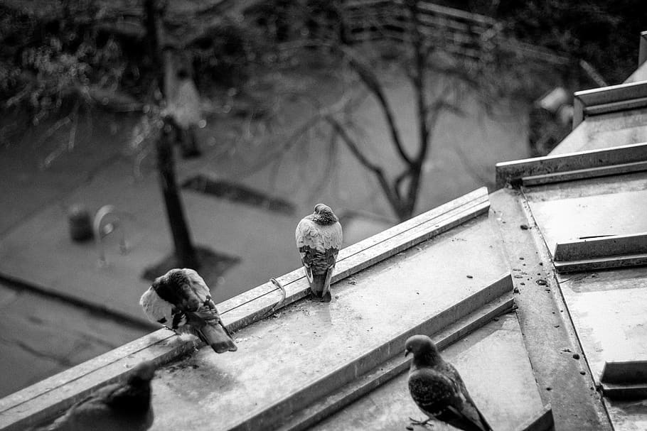 black, white, perch, pidgeon, birds, simple, vertebrate, animal wildlife HD wallpaper