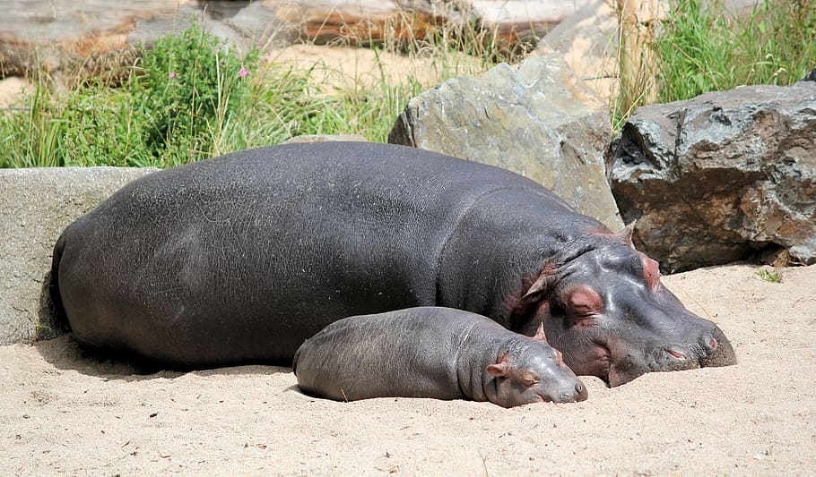 black animal, animal themes, mammal, relaxation, animal wildlife HD wallpaper