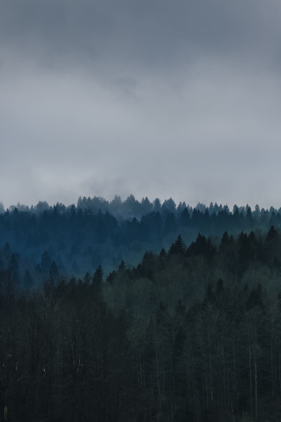 nature, forests, trees, sky, clouds, horizon, rows, patterns HD wallpaper