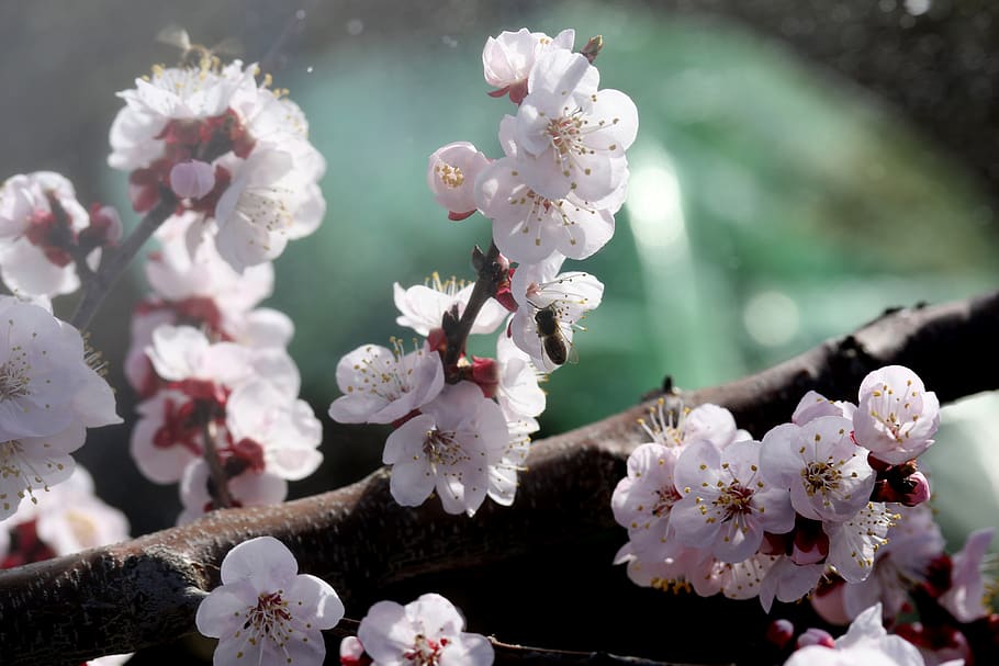 flowers, white, spring, casey, tree, plant, nature, petals HD wallpaper
