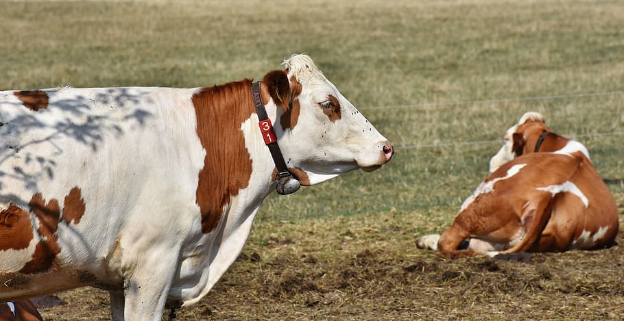 cow, beef, cattle, ruminant, livestock, dairy cattle, horns HD wallpaper